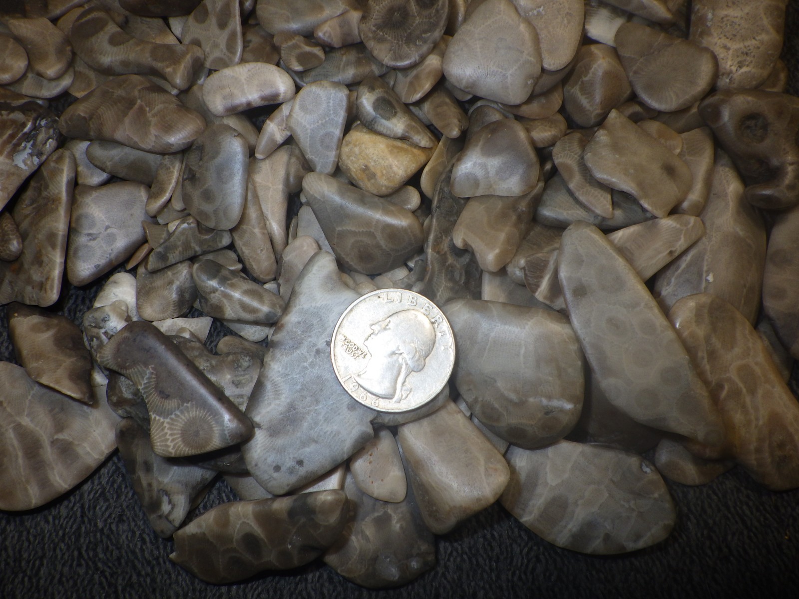 Petoskey Stones Cut, Tumbled and Treated
