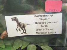 Dinosaur Dromeosaur Raptor Tooth from the Moroccan Sahara Desert