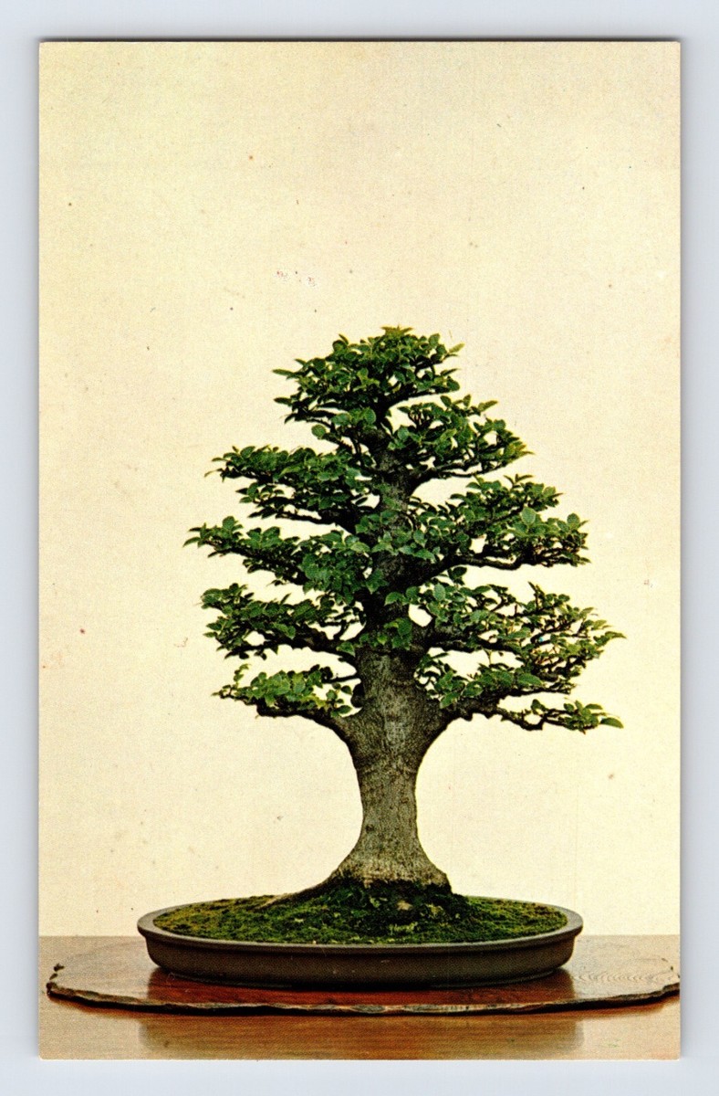 Postcard Chinese Hackberry Bonsai Tree Brooklyn Garden 1960s Unposted  Chrome | eBay