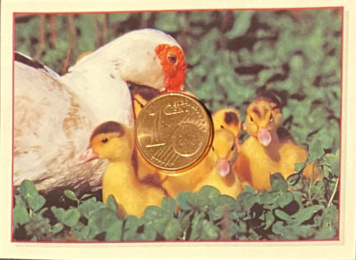 Aufkleber/Sticker Panini Baby Animals 176 Gänse      (O5-3-4-4$)