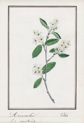Celtis Zürgelbaum Baum tree Botanik botany Aquarell watercolor drawing 1830