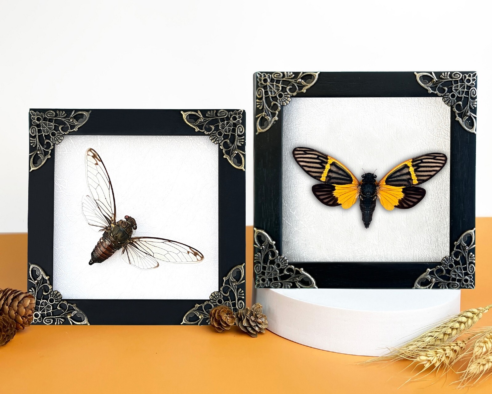 Preserved Cicadas Framed Taxidermy Insect Bug Wall Hanging Rustic Home Décor