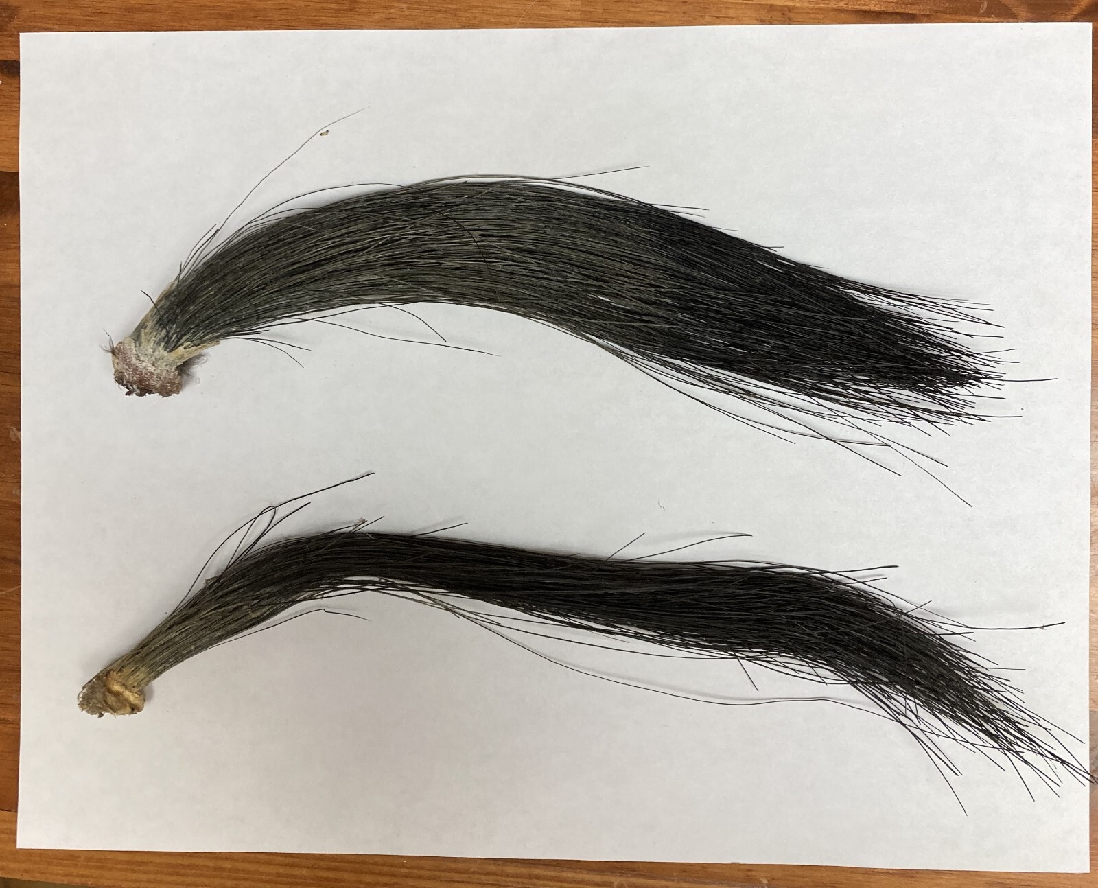 Two Nice Eastern Wild Turkey Beards eBay