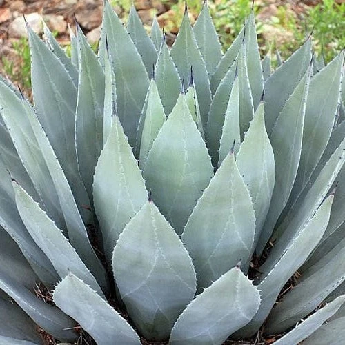Agave Parryi for sale | eBay