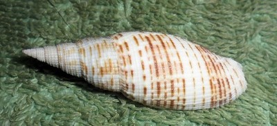 RFM 85368 Philippines Mitra Neocancilla granatina Lamarck 1811 43.8mm F+  Olango