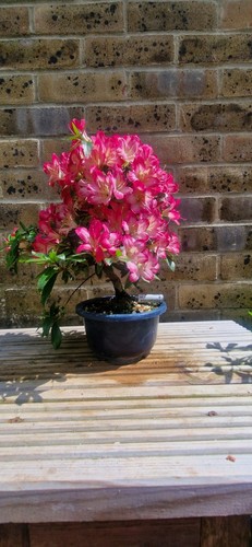 SEIDAI Satsuki Azalea Bonsai - Picture 3 of 5
