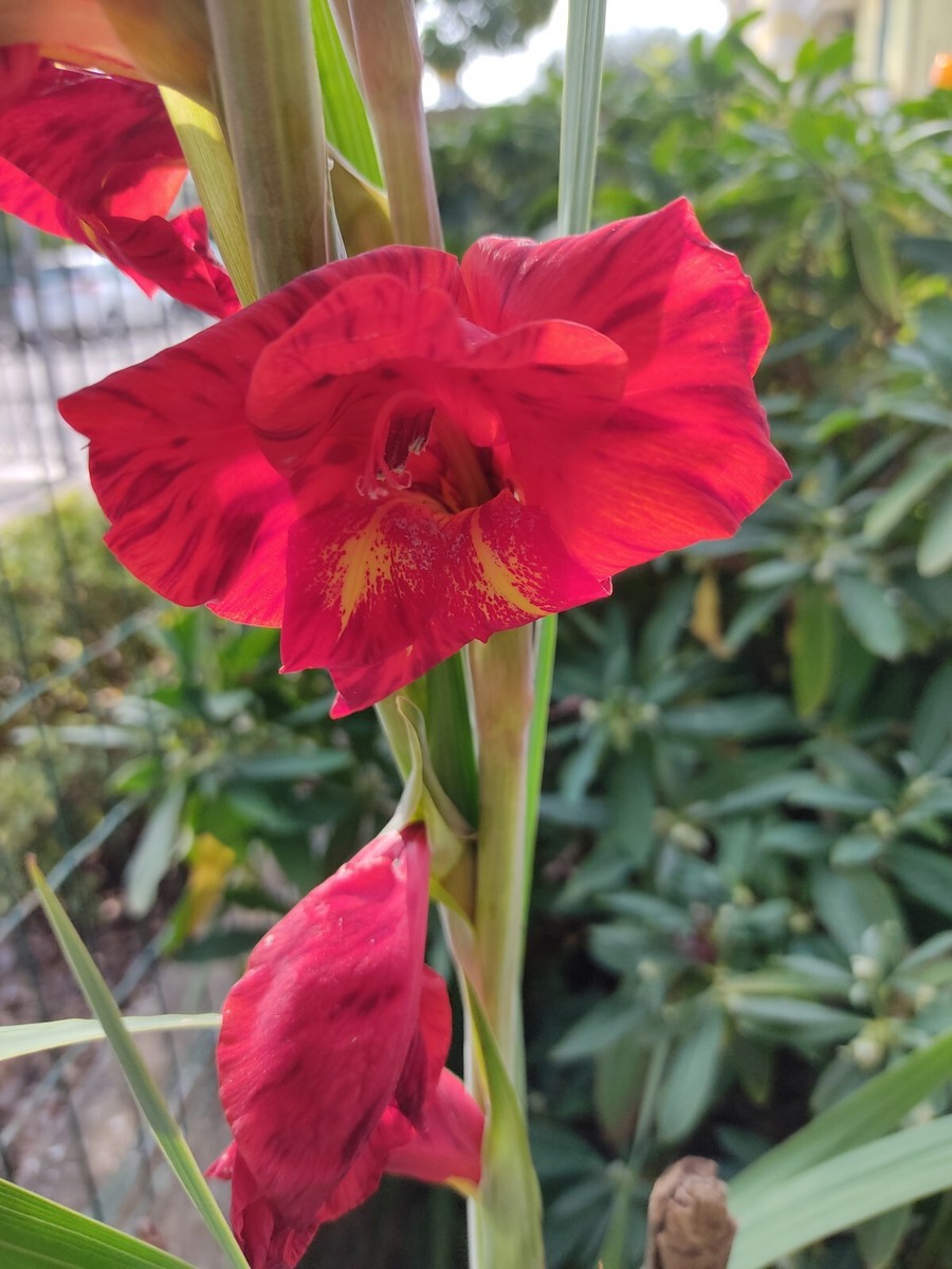 AGRONOM Bulbi Gladioli MICHELLE - 7 Bulbi Fiori Rossi Perenni Per Aiuole E Vasi, Ideali Per Bouquet - Foto 5