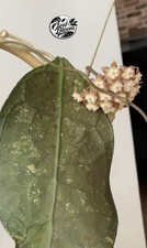 Hoya Lata Iskandar (Clone A) Rooted Cutting Indoor House Plant