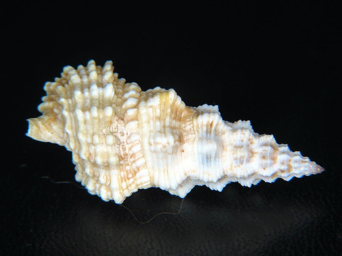 CERITHIUM COLUMNA: DIVER COLLECTED @ 50ft OFF WAIANAE AT 33.33mm! LARGE SIZE!
