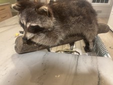 Raccoon Standing Mount Taxidermy on Log Small Animal Species Display