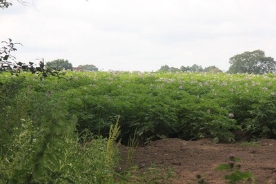 Photo A3 Blooming potato field Chelford Much prized Cheshire potatoes in c2012