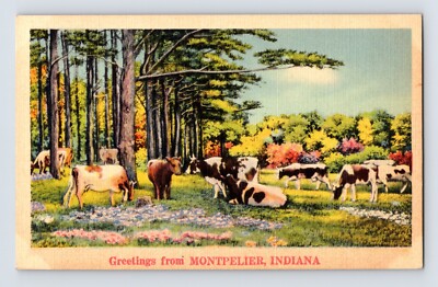 Postcard Indiana Montpelier IN Cow Cattle Pasture Graze 1940s Unposted Linen