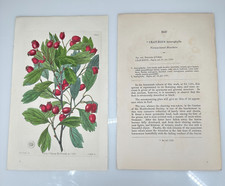 1836 Miss Drake Ridgway Botanical #1847 Crataegus Various Leaved Hawthorn