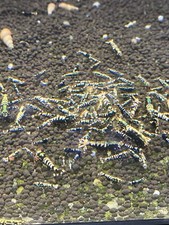 5+1 Black Galaxy Zebra Caridina . Homebred , Made In USA