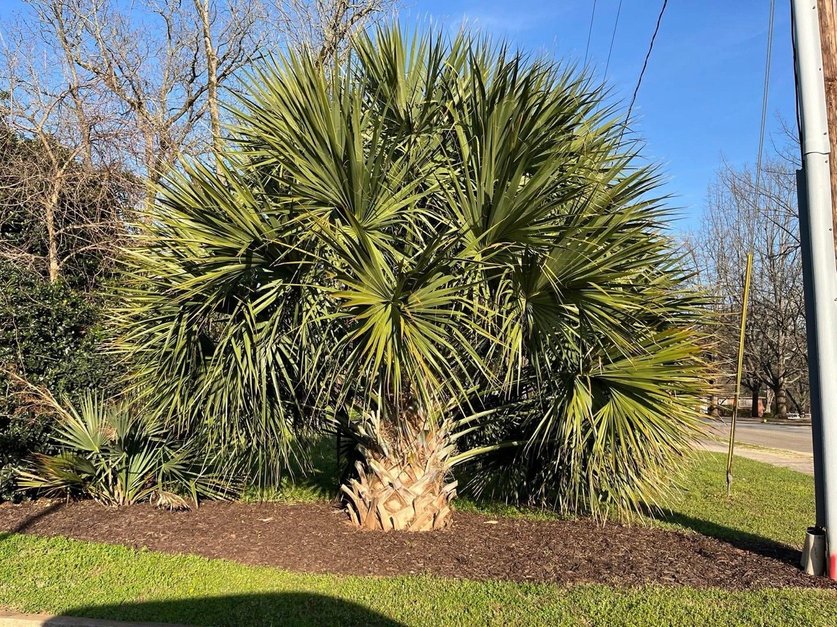 Sabal brazoriensis (Greene Cnty) Palm Seedling – Extremely Cold