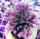 Red Galaxy Acropora Frag Zoanthids Zoa Paly SPS LPS Corals, WYSIWYG — photo 2