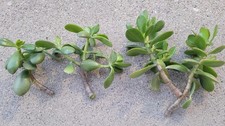 8 Jade Plant Fresh Cutting Live Plant No Roots Ready To Plant