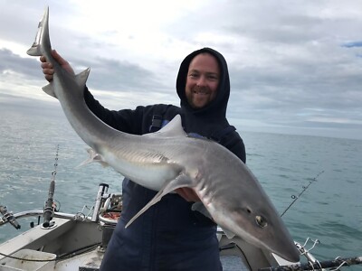 Rig Shark Smooth Hound Rig The Original 90 Mile Beach Gummy/school