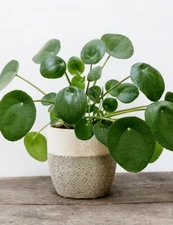 Pilea Peperomioides Live Plant - Chinese Money - 4 to 7 Inch Tall - Ship No Pot