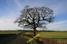 Photo 6x4 Winter tree on Carr Lane Bolsover  c2013