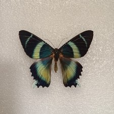 Zodiac Sunset Moth Set Specimen, Alcides orontes, Entomology, Framing, Moths