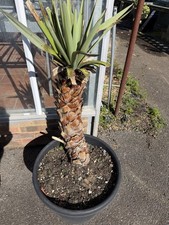 4 Yucca Filigree Plants