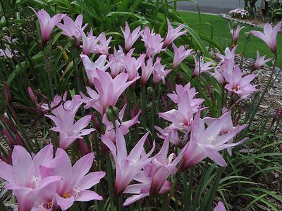 【Lily】 Longfield Gardens Lily Collections, 40-count | Costco