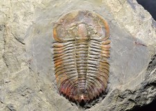 SUPERB COLORFUL Monkaspis Trilobite Fossil, Kushan Fm, Upper Cambrian, China