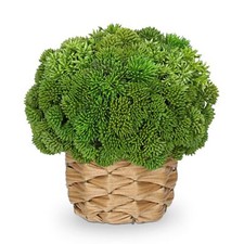 Succulent Plants Artificial Small Faux Succulents Arrangement in Woven Basket...