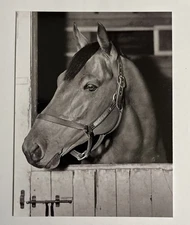 POSTCARD REPRINT SEABISCUIT RACEHORSE HORSE VINTAGE PHOTO ART PRINT 4.25”x5.5”
