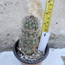Mini Echinocereus Cactus Live Plant