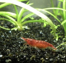 10 1 Fire Red Cherry Shrimp Freshwater Neocaridina Aquarium Shrimp Live