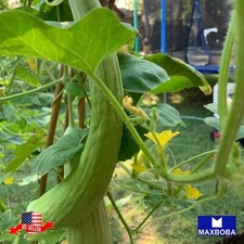 Cucumber Seeds Armenian (The Duke) Non-GMO  Heirloom Vegetable