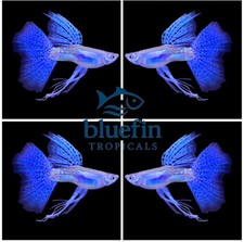 Live Blue Grass Ribbon Fin C Guppy 1 Trio 1M/2F High Quality USA