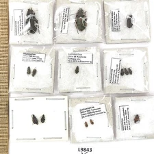 Carabidae sp., 14 ex., A1, Kazakhstan/Uzbekistan, L9843