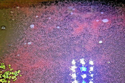 #ad 5000 Live Daphnia Daphnia Magna and Moina Live Guarantee Free Shipping $65.00