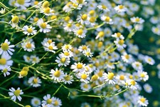 100 - Non-GMO Chamomile Seeds - Organic