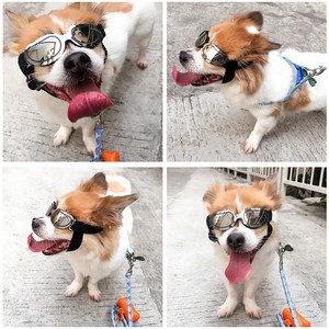 dog wind goggles
