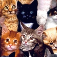PREMIUM PRINT FABRIC - LARGE SCALE PACKED COLOFUL CATS ALL OVER - 1 1/2 YARDS