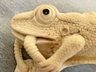 Vintage Hand Carved Frog, Bali, Ca. 1970"s, 1 1/4 x 2 1/4 x 3 1/8 Inches, Mellow — photo 7