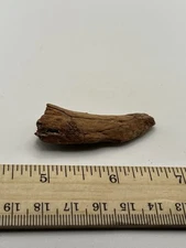 Carcharodontosaurus dinosaur CARCHARODON 2” AKA African TREX T REX SC 401