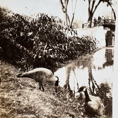 Vtg Photo Snapshot Geese Creek Bridge Lords Park Zoo Elgin Illinois 1920s Pic
