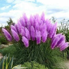 Purple Pampas Grass 20 Seeds Perennial and easy to grow