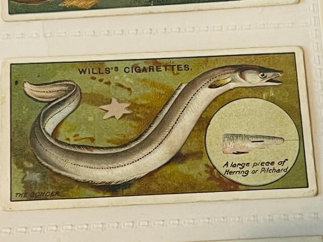 WD HO Wills Cigarettes Tobacco Trading Card 1910 Fish Bait Lure Conger Eel  #28