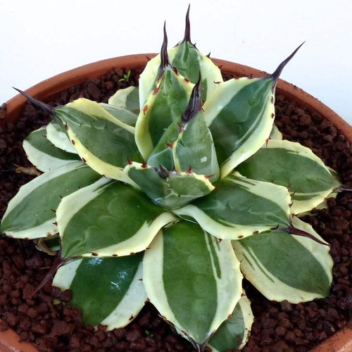 Agave parryi var huachucensis VARIEGATED - - - Bild 4 von 4