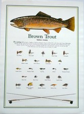 Brown Trout Fly Fishing Print Poster