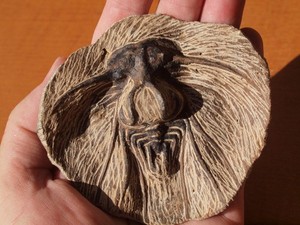 High Detail Devonian TRILOBITE Fossil from The Atlas Mountains 393 Mil Yrs. Old