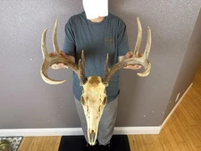 European REAL Skull Whitetail Deer Antler Set Wild Idaho Horns Mount 4x6