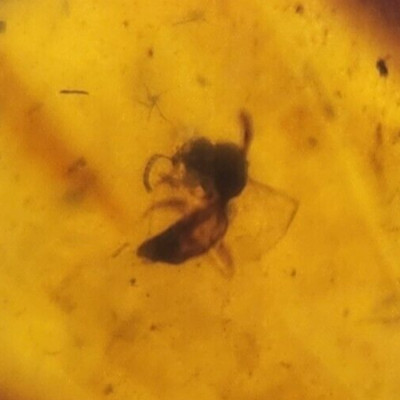 Hymenoptera (Wasp/Ant?) Burmese Amber Inclusion (Burmite) - Cretaceous - Myanmar
