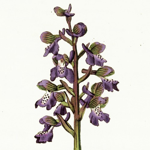 Rare 1818 CURTIS FLORA LONDINENSIS MATTED Hand-Colored Folio Engraving, ORCHID - Picture 5 of 7